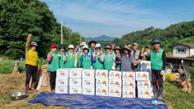 금학동 새마을회, ‘사랑의 감자 캐기’ 행사 개최