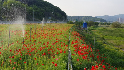 신풍면, 주요 도로변 양귀비꽃 만개 눈길